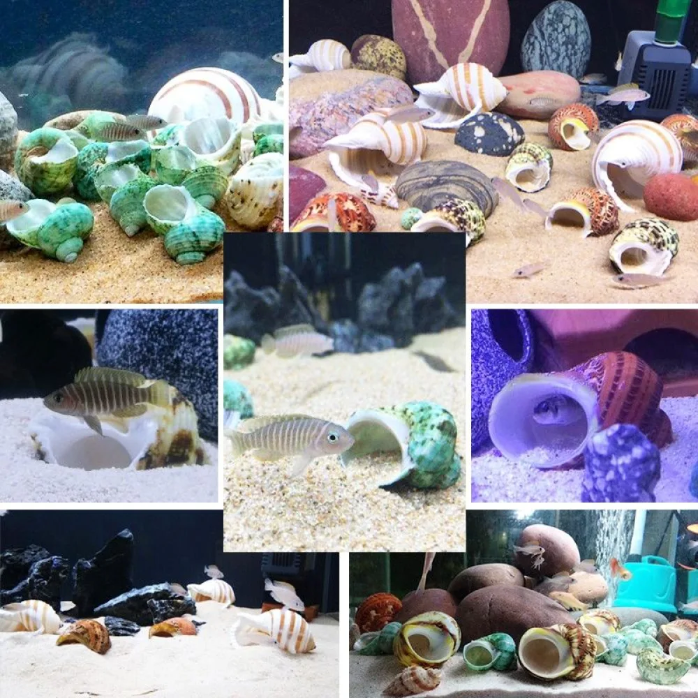 Assorted natural seashells in mixed colors and shapes for aquarium decor and crafts 2