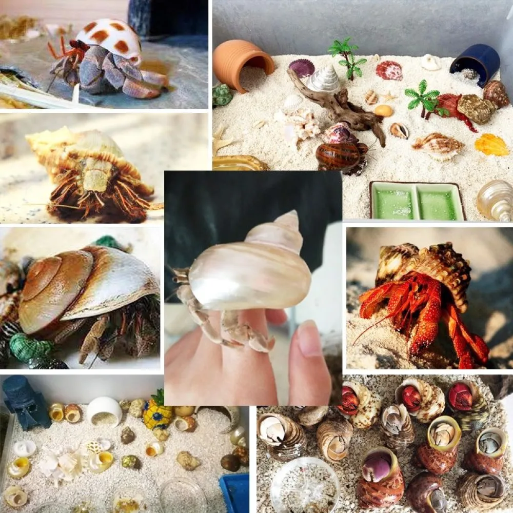 Assorted natural seashells in mixed colors and shapes for aquarium decor and crafts 3