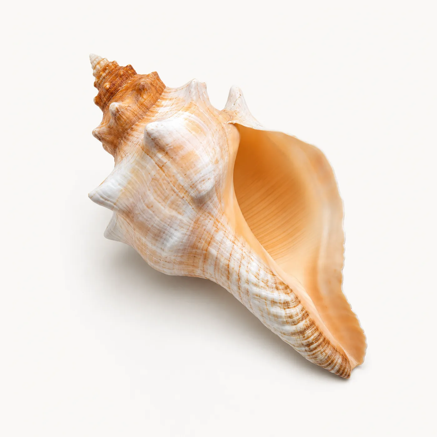 Natural ivory and orange sea snail shell with a wide opening on a white background