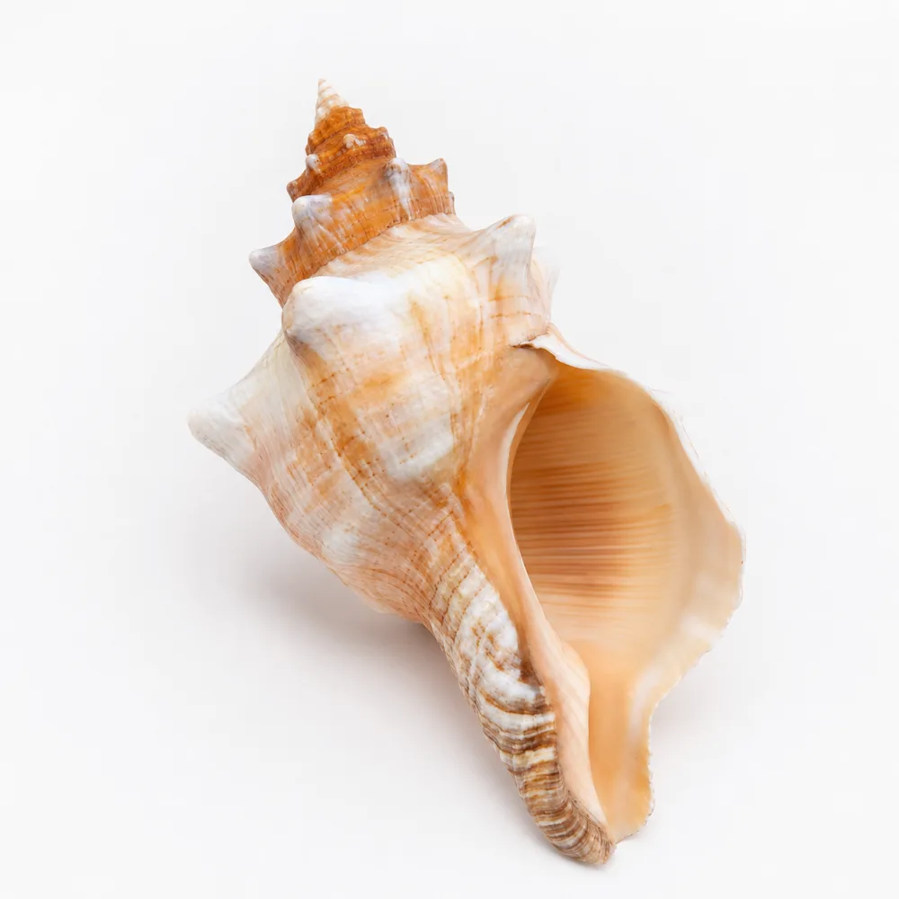 Natural ivory and orange sea snail shell with a wide opening on a white background 2