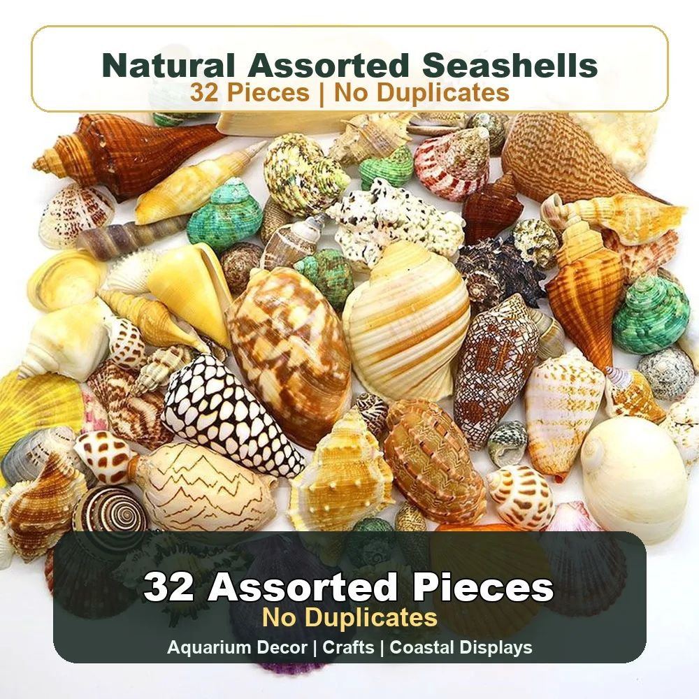Assorted natural seashells in mixed colors and shapes for aquarium decor and crafts