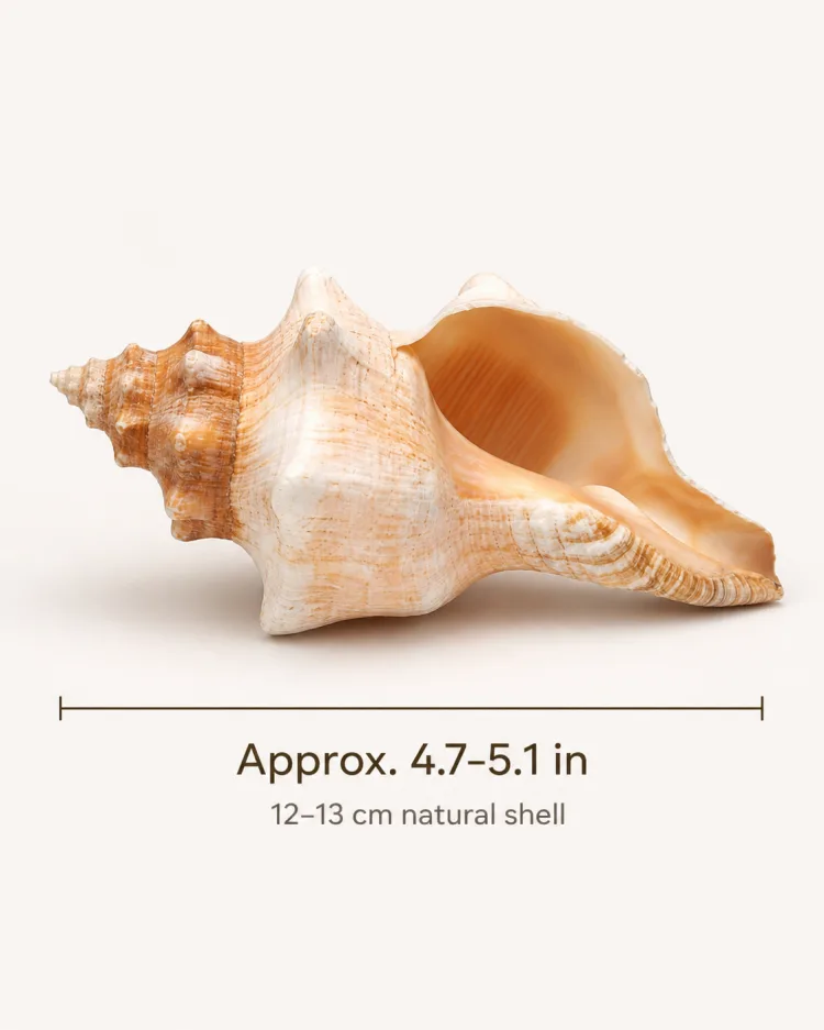 Spiral shell-style decor size guide showing an approximate 4.7–5.1 inch length
