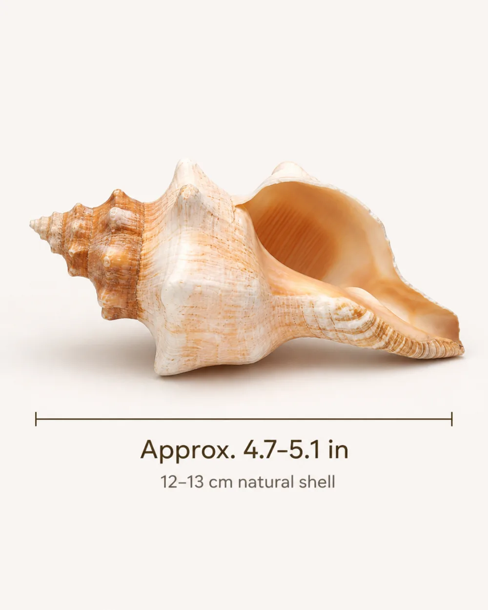 Natural ivory and orange sea snail shell with a wide opening on a white background 4