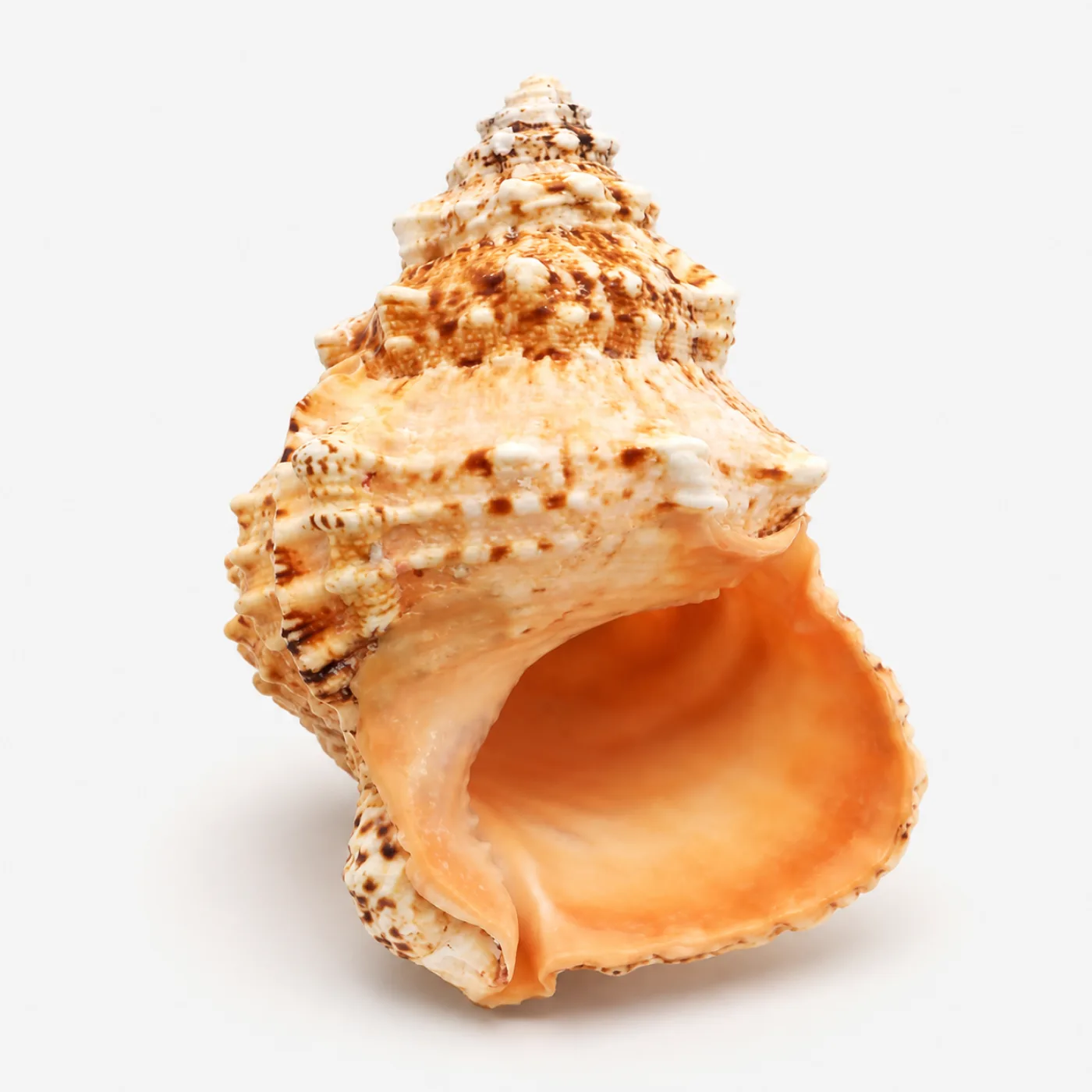 22–23 cm natural stone conch shell with orange interior on a white background
