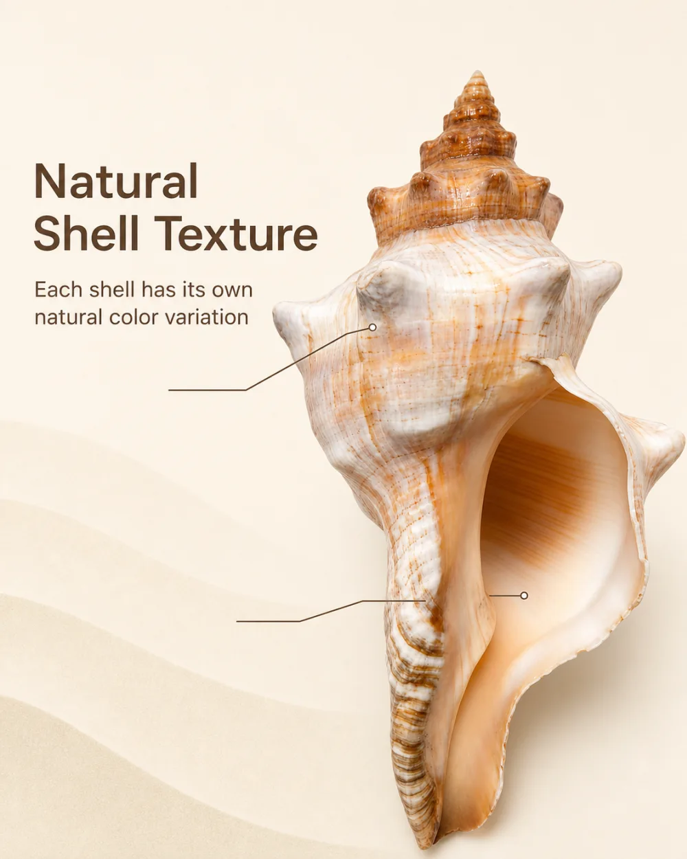 Natural ivory and orange sea snail shell with a wide opening on a white background 3